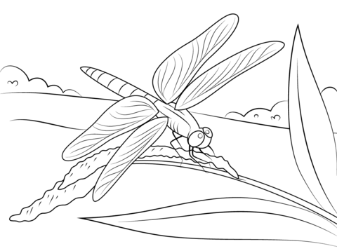 Dragonfly Sits On Stem Coloring Page